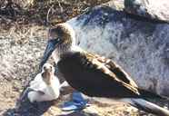 Blue-footed boobies