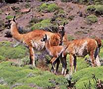 Guanacos