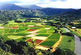 Taro fields