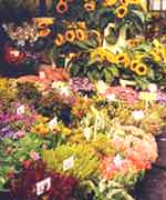 Flower Market