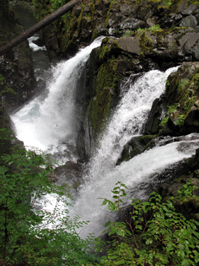 Trail to Sol Duc Falls