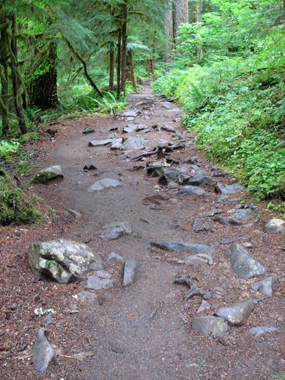 Trail to Sol Duc Falls