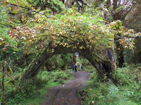 Hoh Rain Forest