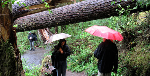 Hoh Rain Forest Trail