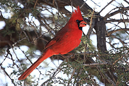 Cardinal