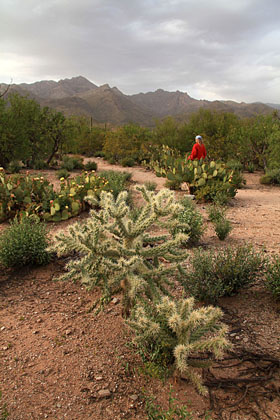 Hiking Sabino Canyon near Tucson, Arizona