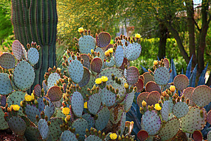 Prickly Pear in Bloom, Tucson, Arizona