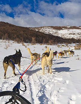 dog team pulling sled