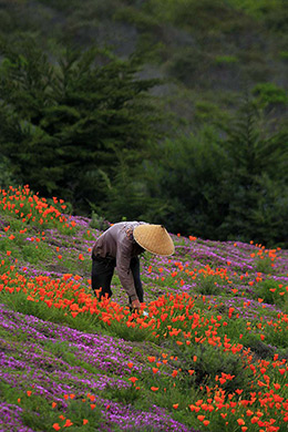 CA Big Sur poppies