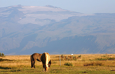 Iceland horse