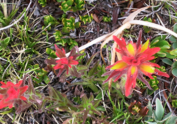 John Muir Trail flowers