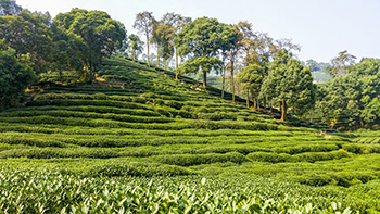 Tea plants