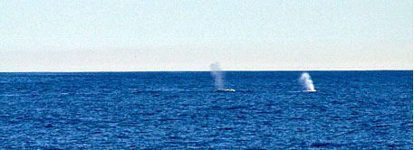 Spouting gray whales