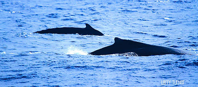 Maui humpbacks