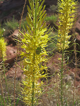 Cataract Canyon flowers