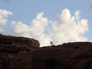 Cataract Canyon camp onlookers