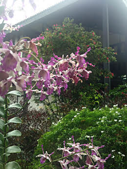 Singapore Orchids