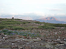 Purple lupines in Iceland