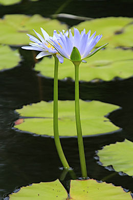 Hawaiian flower