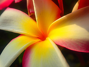 Hawaiian flower