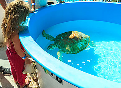 Turtle Hospital in Marathon, Key West