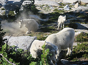 Enchantments goat digging dirt                                        