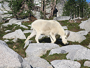 Enchantments, grazing goats