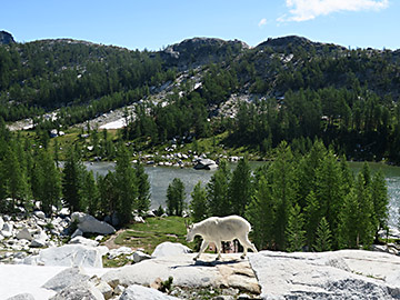 Enchantments mountain goat