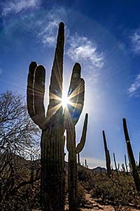 Saguaro cactus in Saguaro National Park