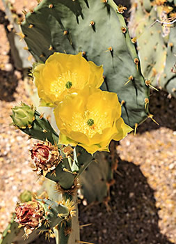 Prickly pear cactus bloom