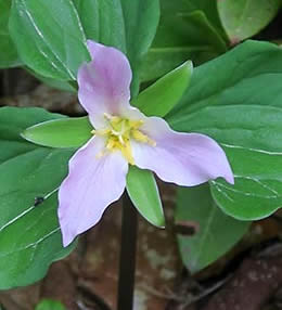 North Umpqua Trail Trillium