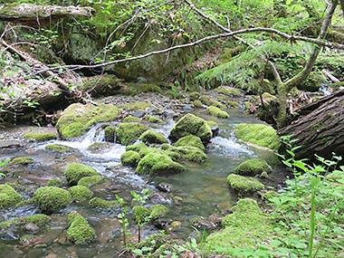 North Umpqua Trail Medicine Creek