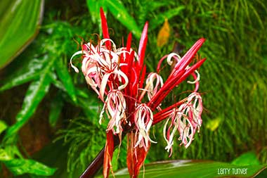 Hawaii, road to Hana rainforest flower