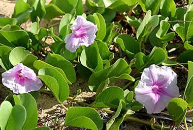 Oahu sandy beach morning glories