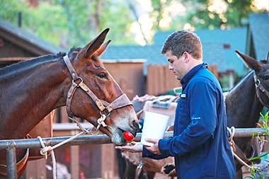 Grand Canyon Phantom Ranch feeding mule