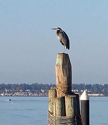 Heron on piling