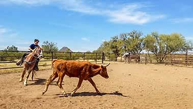 White Stallion Ranch cattle sorting