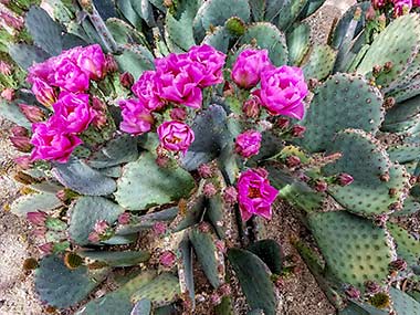 White Stallion Ranch blooming cactus flowers