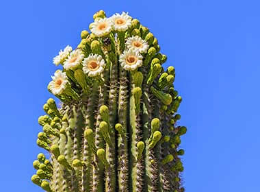 White Stallion Ranch Blooming cactus flowers