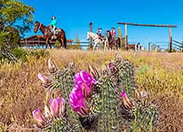 White Stallion Ranch wildflowers blooming