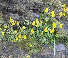 Illinois River raftingfull blooming wildflowers