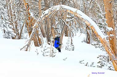 June Mountain freshies