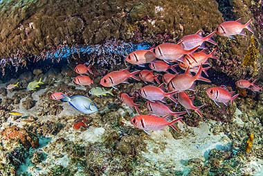 Black bar soldier fish on the Corn Wallace wreck. Photo by Andrew Western.