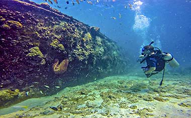 Coral and sponge life growing on the side of the Ellion in Carlisle Bay. Photo by Kiera Bloom.