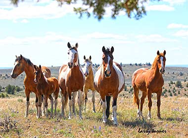 South Steens wild horse band curiosity