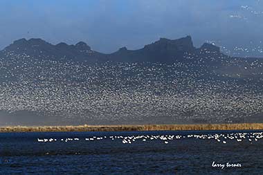 Oregon Tulelake National  Wildlife Refuge