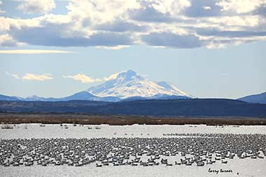 Tulelake and Mt. Shasta