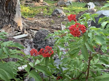 Sights along the Yoran Lake Trail