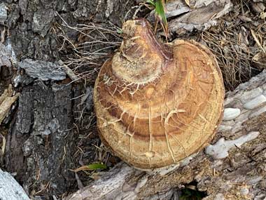 Sights along the Yoran Lake Trail