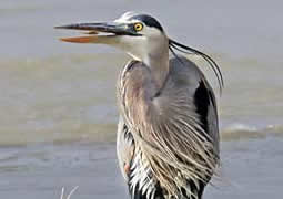 Great Blue Heron, Oregon